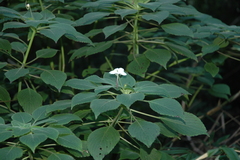 Impatiens hensloviana